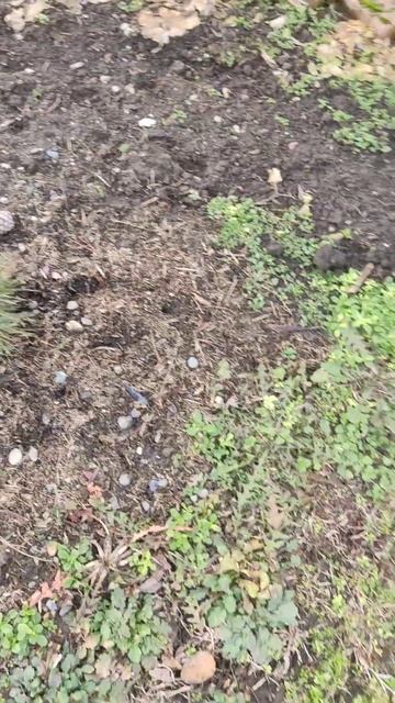 Саженцы кедра в декабре смотреть онлайн