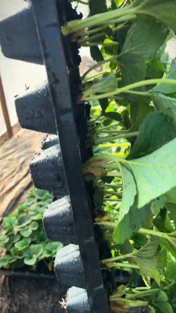 Клубника сорт Мурано клубника мурано рассадаклубни?