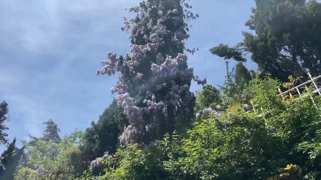 VLOG|РЕКСА УКАЧАЛО|КРЫМ|ЛИВАДИЙСКИЙ ДВОРЕЦ|ЧЕРЧИЛЛЬ ИСПУГАЛСЯ| смотреть онлайн