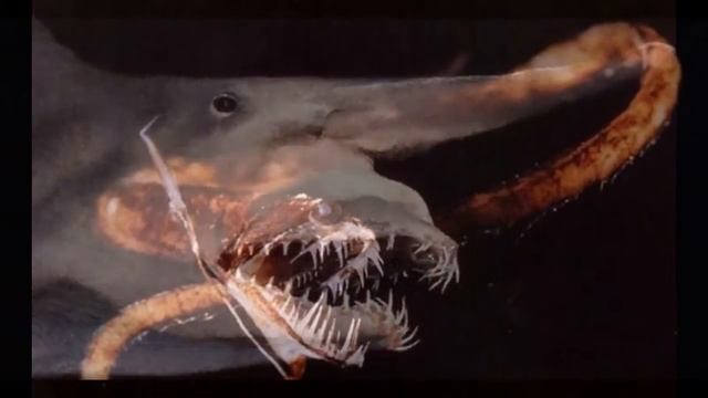 10 самых страшных рыб на зимле смотреть онлайн
