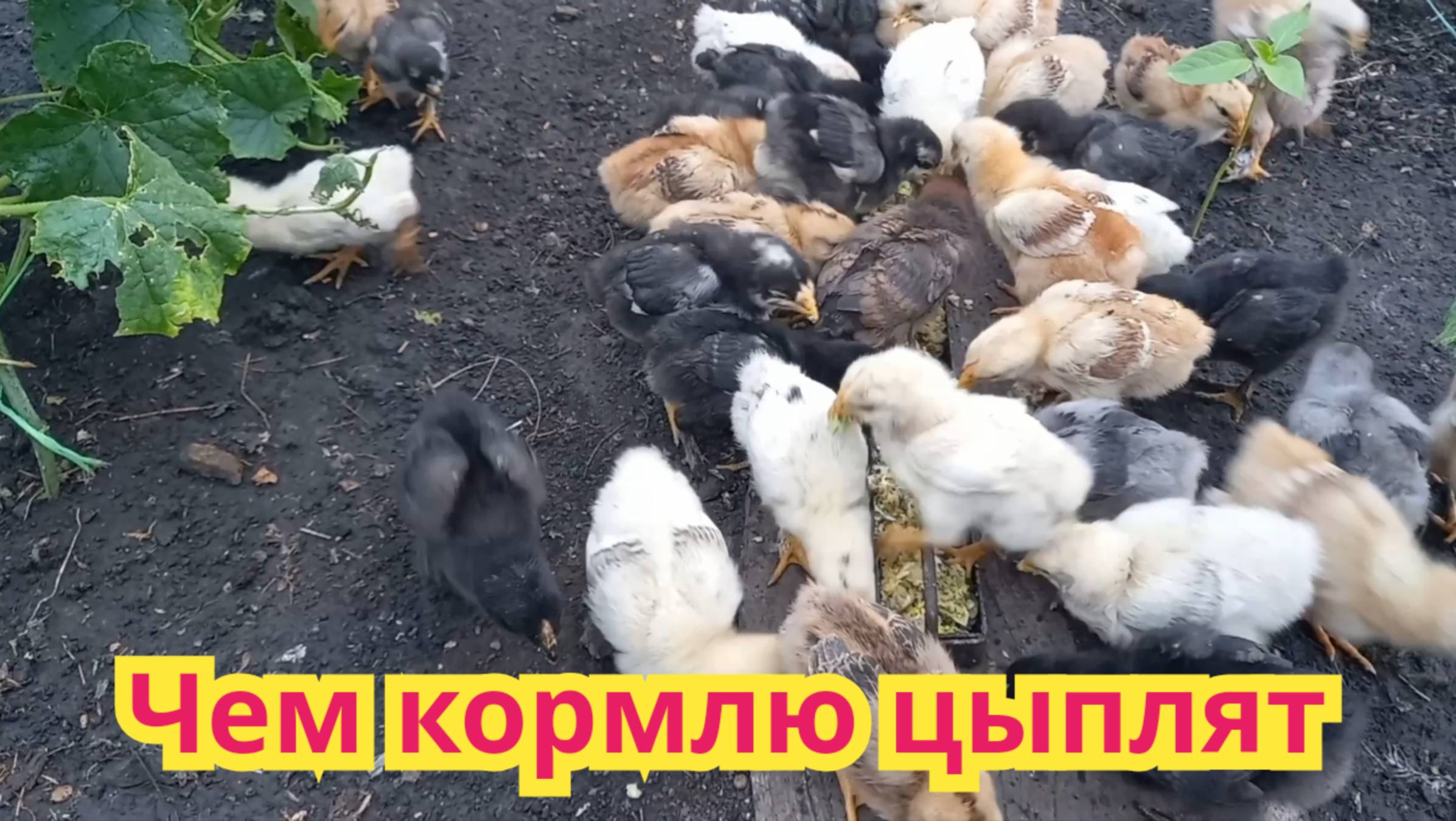 Чем и как , и какой режим кормления у десятидневных цыплят.