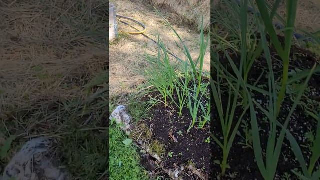 Огород в ящиках и холмистые грядки. Часть 1