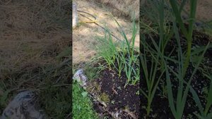 Огород в ящиках и холмистые грядки. Часть 1