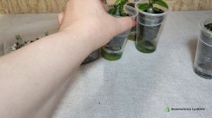 Результат обрезки сеянцев адениума #adenium #адениум #аде?