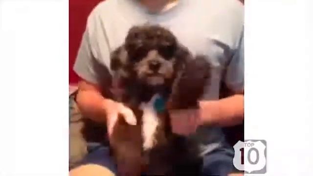 СМЕШНЫЕ СОБАКИ  ЛУЧШАЯ подборка СМЕШНЫХ видео с СОБАКАМИ