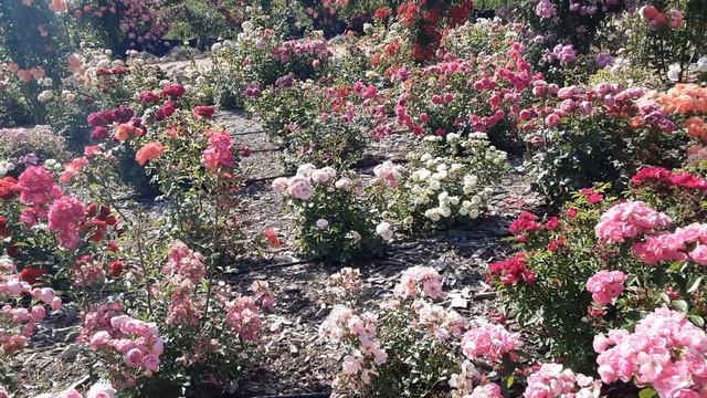 Борьба с цветоедами на розах. Питомник  Роз Полины Коз?