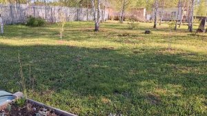 Уезжаем. Два часа на сборы. Посеять,  полить и всё снять)))