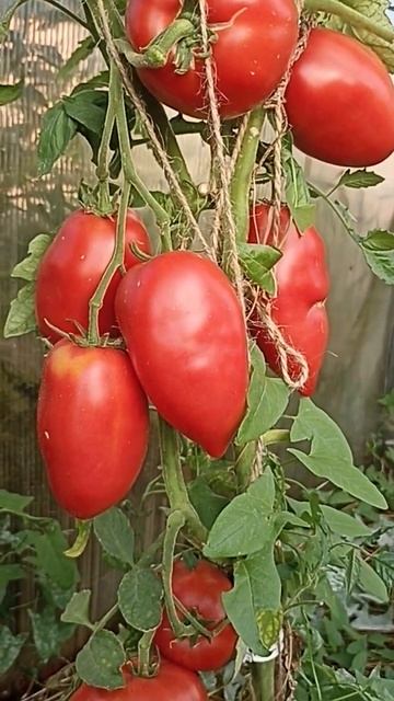 ТЕПЕРЬ БУДУ САЖАТЬ ЭТОТ СОРТ БОЛЬШЕ // ВАЦАП ДЛЯ ЗАКАЗА смотреть онлайн