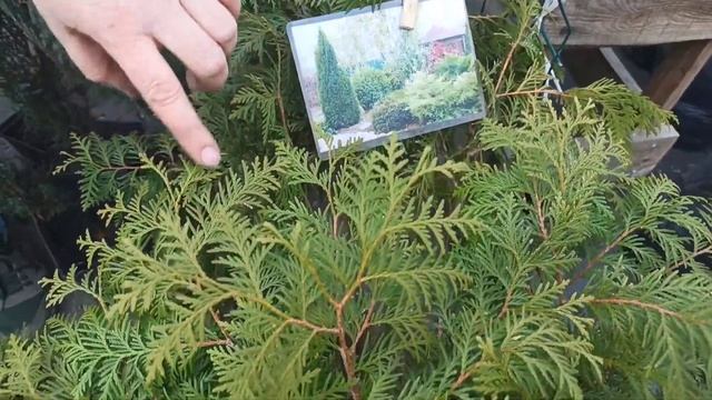 Цены на саженцы и рассаду клубники на рынке г.Павлогр? смотреть онлайн