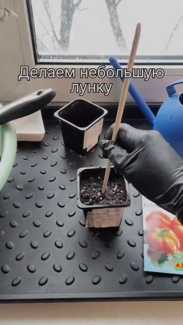 Открываю огородный сезон, сею перец на рассаду #рассад смотреть онлайн