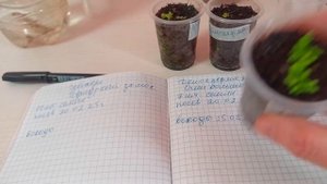 Делосперма Купера многолетний цветок выращенный из с?