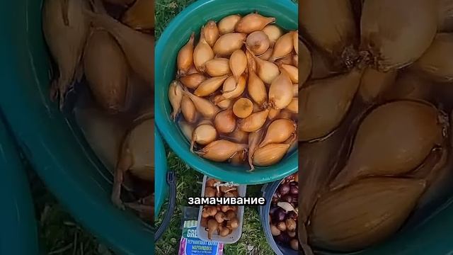 Лук, который не сгниёт и даст хороший урожай! Как посад