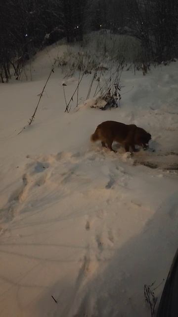 рыжее чудо смотреть онлайн