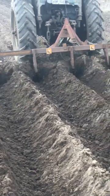 Сажаем картошку дёшево и сердито