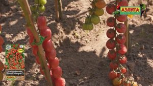 Томат-черри ВОДОПАД ВИКТОРИЯ F1 в ОТКРЫТОМ ГРУНТЕ