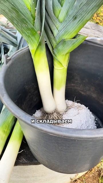 Как сохранить лук-порей и любые луковицы или клубни до