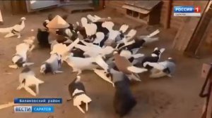 Балаково. Голуби Вольские
