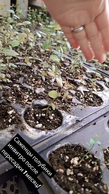 Саженцы голубики инвитро после пересадки 1 месяц! смотреть онлайн