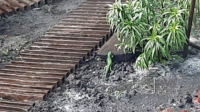 ЯЩЕРИЦЫ-КРОКОДИЛЫ