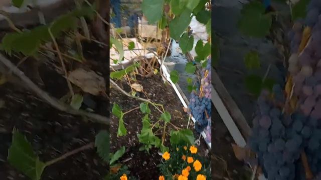 екатеринбург 1.09.2022 виноград смотреть онлайн