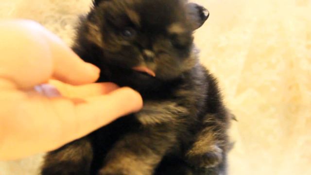 Щенки Померанского и Малого Шпица. смотреть онлайн