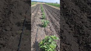 Выращивание инжира с нуля на Ставрополье