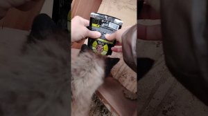 новый способ кормить бездомных кошек