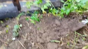 Август - сажаю ремонтантную клубнику Сан - Андреас