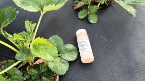 Препарат Метомакс, от клеща и трипса на клубнике