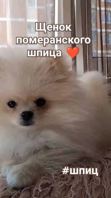 Щенки померанского шпица 2 месяца собаки медвежьего типа шпиц померанскийшпиц животные