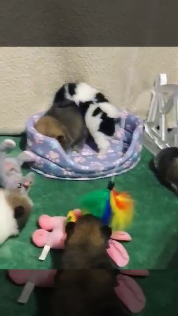 Разноцветные малыши померанского шпица в продаже. смотреть онлайн