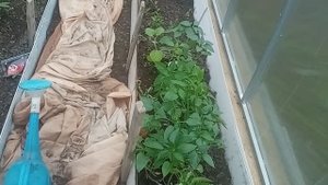 3 мая. Привезла рассаду перца.