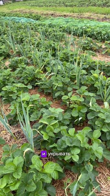 #клубника #огород #дача #сад #лето #садогород #урожай #по смотреть онлайн