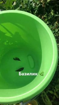 Базилик 🌿 #специи #базилик #травы #огород #жизньзагоро