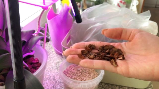 ВО ЧТО ПОСАДИТЬ ОРХИДЕЮ? Грунт для орхидей смотреть онлайн