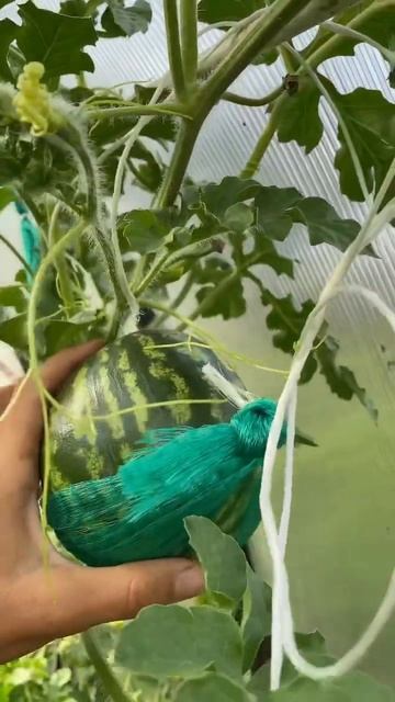А арбузик-то растет!🍉🍉 #gardenmama #дача #огород #дачныйвл? смотреть онлайн