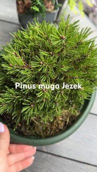 Горная сосна Jezek- суперкарлик