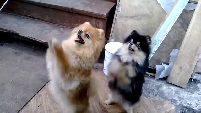 Шпицы приколы