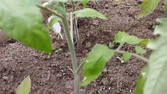 Обзор томатов в теплице на 26.04 23. Часть 1. г.Киров. Ватса? смотреть онлайн