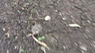 Мы снова приехали на дачу, в теплице появились первые ?