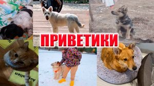 ПРИВЕТЫ ОТ НЕКОТОРЫХ ХВОСТИКОВ, КОТОРЫМ ПОСЧАСТЛИВИЛОСЬ ОБРЕСТИ ДОМ!