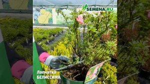 Лапчатка Белиссима