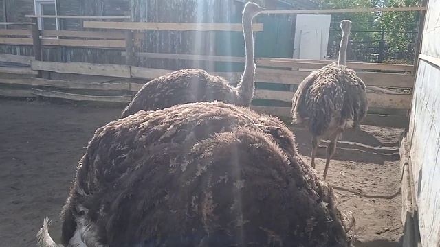 Содержание страусов в домашних условиях.