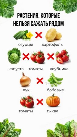 Овощи,которые нельзя сажать рядом друг с другом!