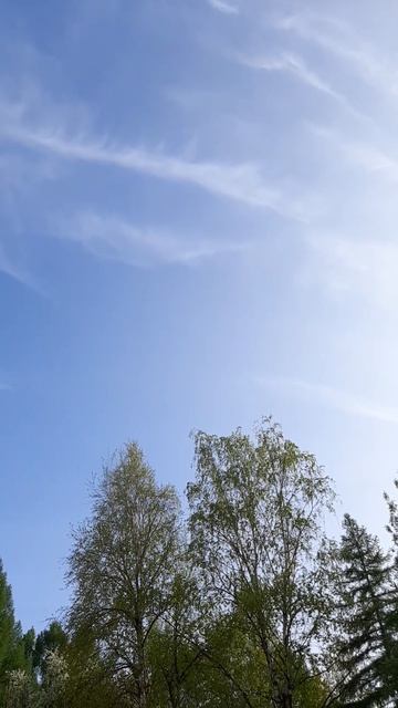 Берёзы#природа#день#весна#лето#растения#деревья #берё? смотреть онлайн