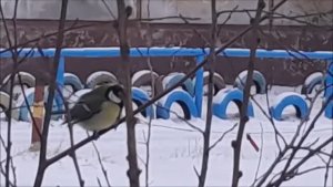 СИНИЧКИ-СЕСТРИЧКИ - ЖЁЛТЫЕ НАГРУДНИЧКИ