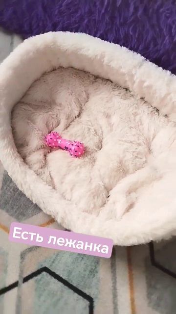 Шпиц Мичи спит где хочет 😁😜 #shorts #рекомендации #лучшее #лайк #подпишись смотреть онлайн