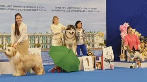 27.04.2025, СПб. Клуб "Элита" (РКФ, ОАНКОО). Выставка собак "КУБОК ЭЛИТЫ" (САС, ЧФ)