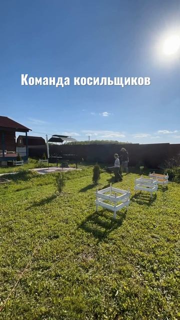 Кошу туи газонокосилкой туикосилкой газон покос2023 ?