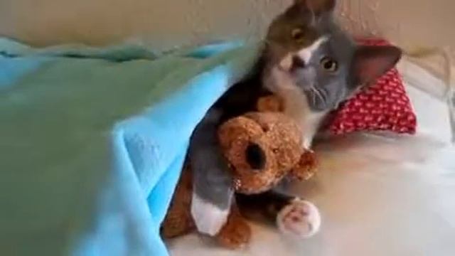 милое видео про кота смотреть онлайн